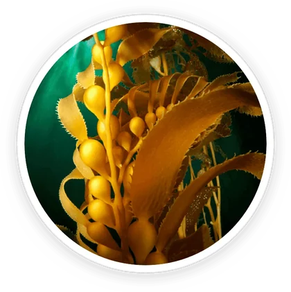 Giant kelp growing underwater