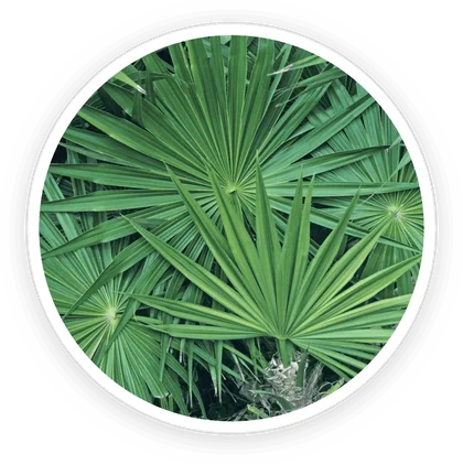 Saw palmetto fan palm leaves